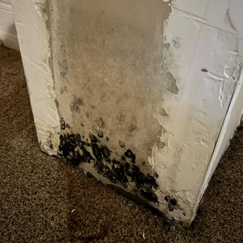 Professional Mold Removal in Newton, MS